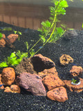 Blue Dream Shrimp