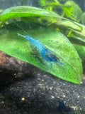Blue Jelly Shrimp
