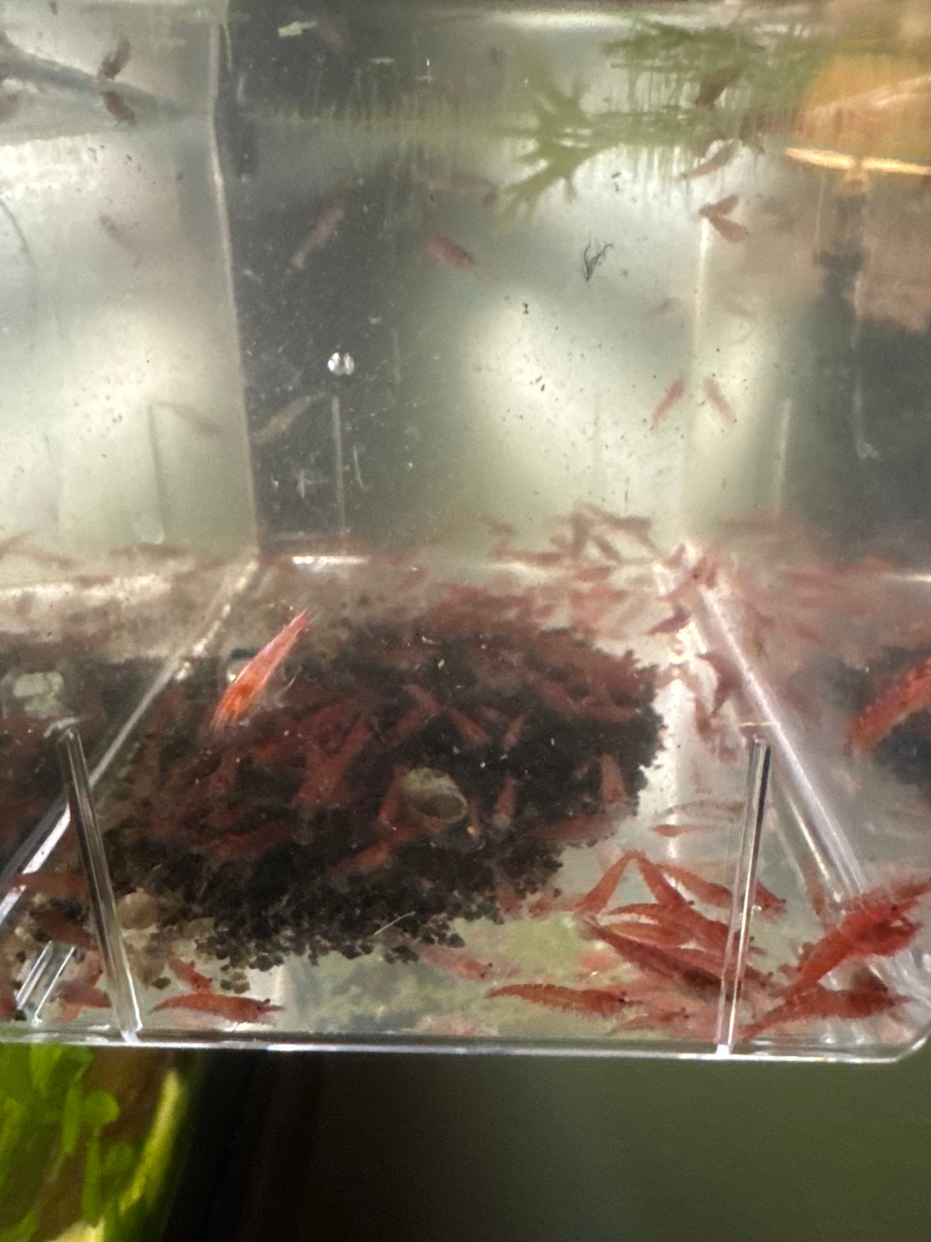Cherry Shrimp