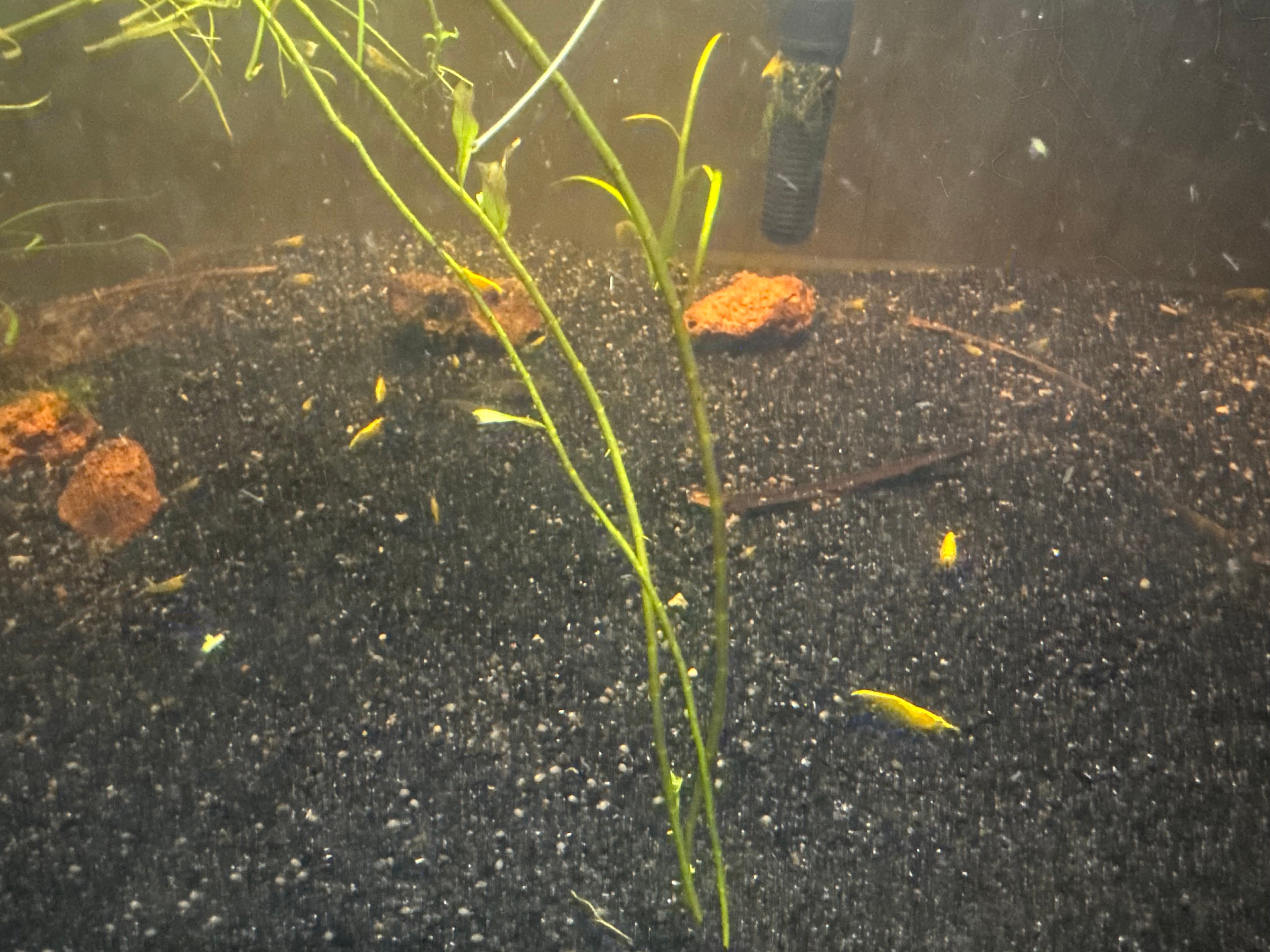 Yellow RazorBack Shrimp