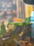 Orange Sunkist Shrimp