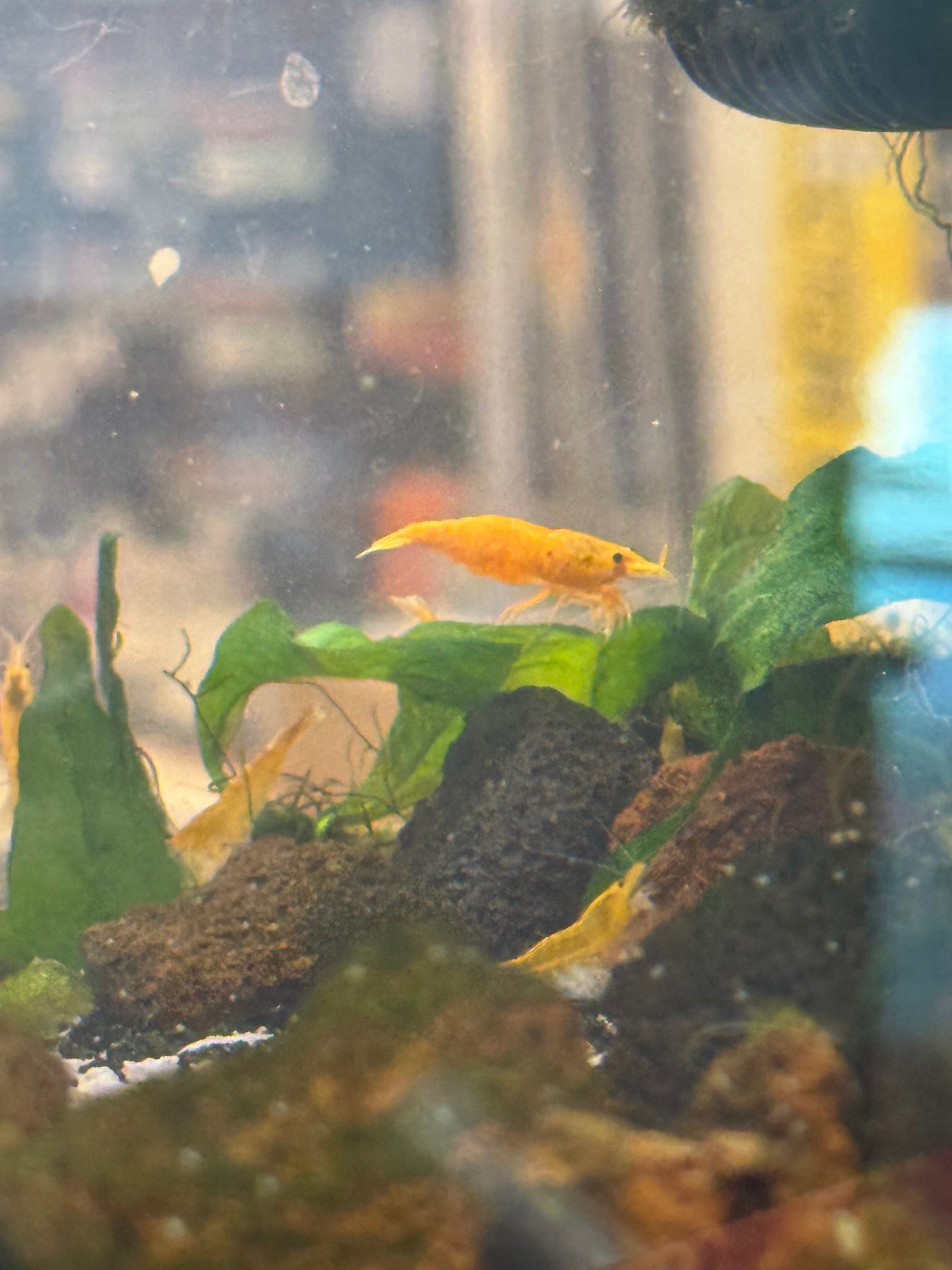 Orange Sunkist Shrimp