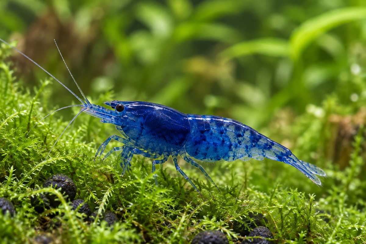 Illustrative Blue Dream Neocaridina davidi shrimp with deep cobalt and navy blue coloration