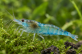 Illustrative Blue Jelly Neocaridina davidi shrimp with translucent aqua-blue shell