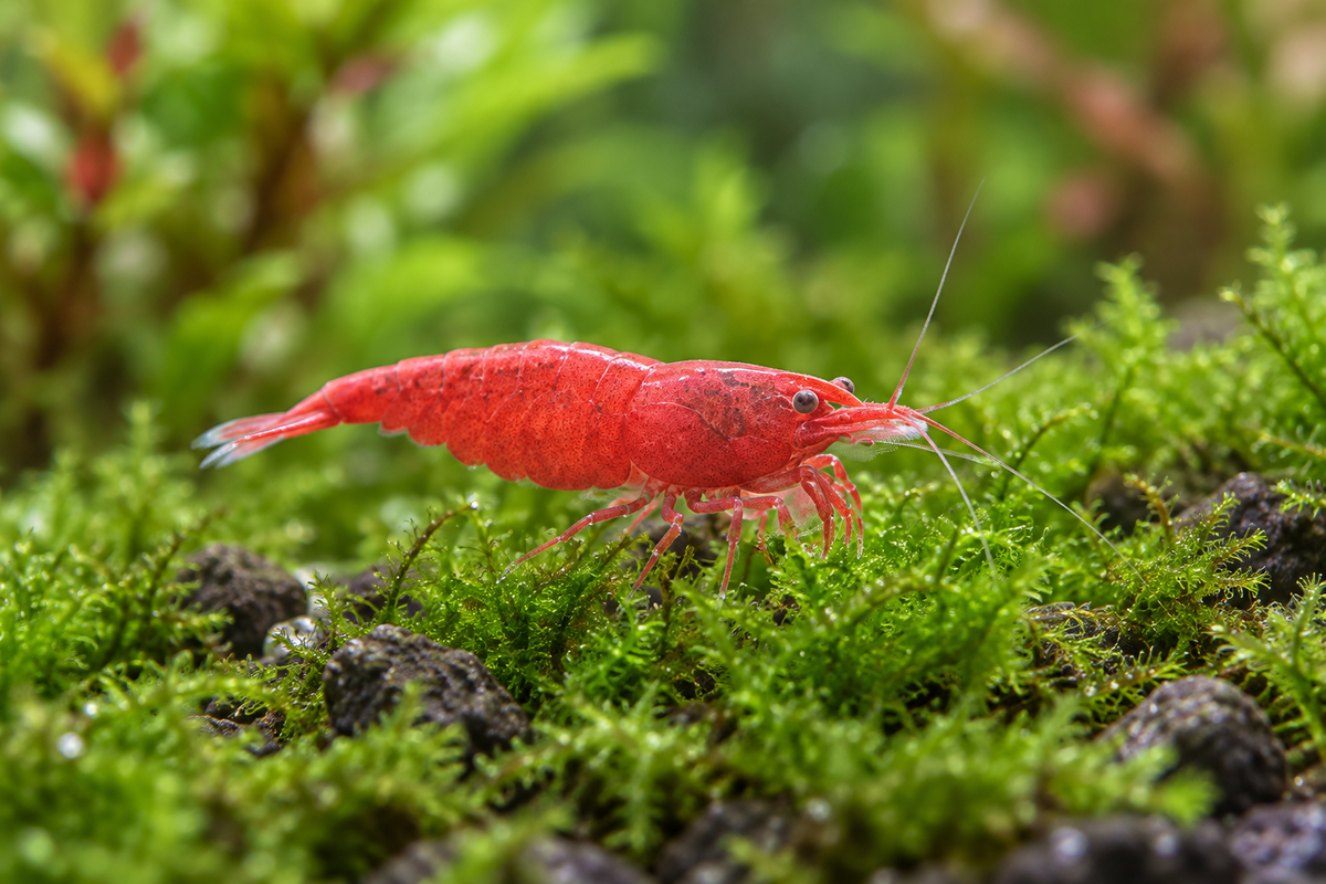 Illustrative Cherry Neocaridina davidi shrimp with natural cherry red pigmentation