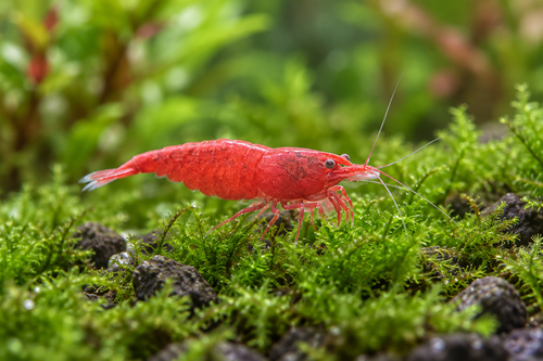 Illustrative Cherry Neocaridina davidi shrimp with natural cherry red pigmentation