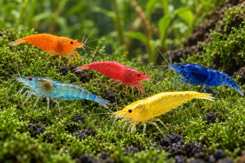 Illustrative mixed Neocaridina shrimp: translucent aqua Blue Jelly, orange Sunkist, red Cherry, deep blue Dream and yellow RazorBack with golden stripe