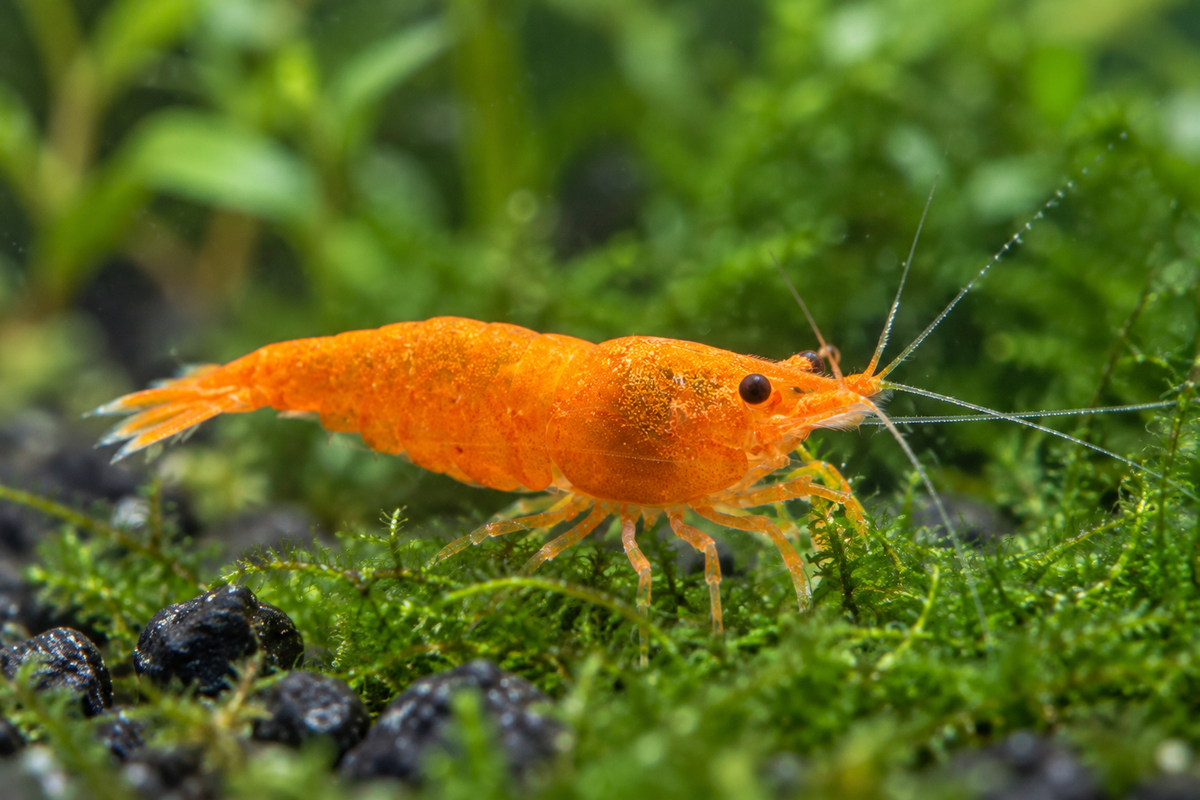 Illustrative Orange Sunkist Neocaridina davidi shrimp with natural tangerine orange coloration